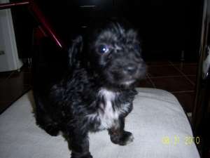 Vand pui caniche pitic