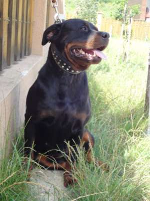 Vand Femela Rottweiler pentru paza si aparare