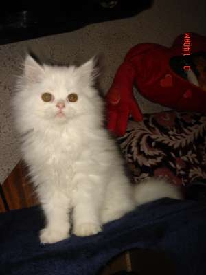 Motanel persan alb superb