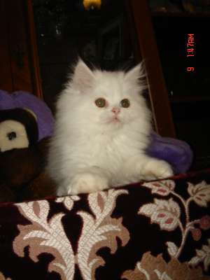 Motanel persan alb superb