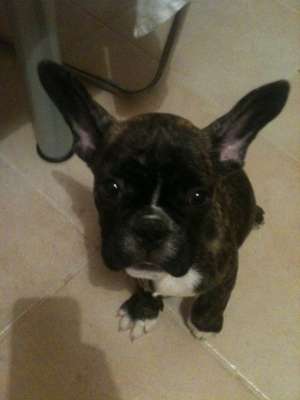 vand bulldog francez
