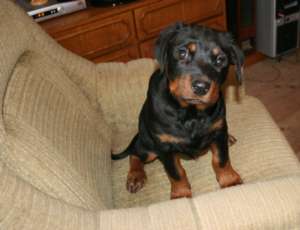 Vand Pui Rottweiler ultima sansa!!!