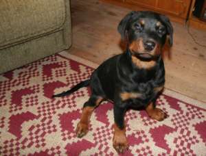 Vand Pui Rottweiler ultima sansa!!!