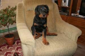 Vand Pui Rottweiler ultima sansa!!!
