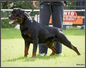 OFER PT. MONTA MASCUL ROTTWEILER