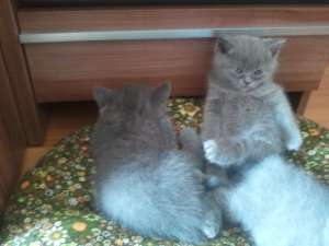 vand puiuti british shorthair