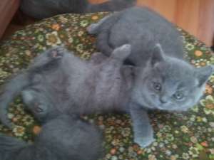 vand puiuti british shorthair