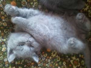 vand puiuti british shorthair