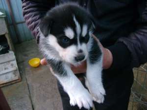 Vand Husky Siberian