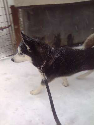 Vand Husky Siberian