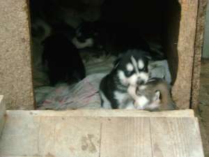 Vand Husky Siberian
