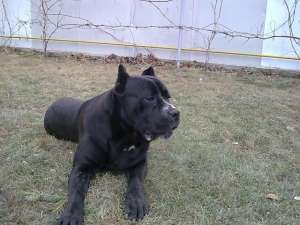 Ofer mascul Cane Corso pentru monta / imperechere