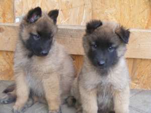 Vand pui ciobanesc belgian- tervueren cu pedigree