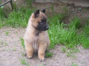 Vand pui ciobanesc belgian- tervueren cu pedigree