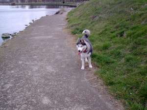 vand husky