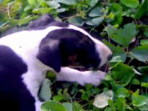 bull terrier