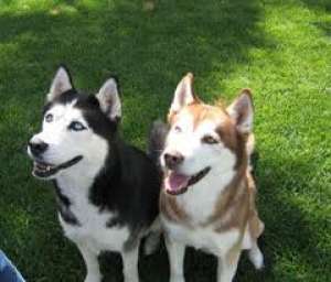 adopt 2 husky