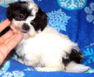 vand pui bichon