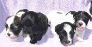 vand pui bichon