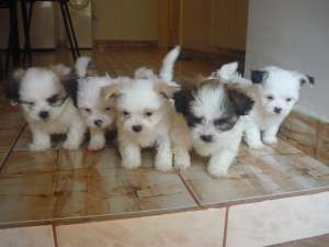 VAND BICHON