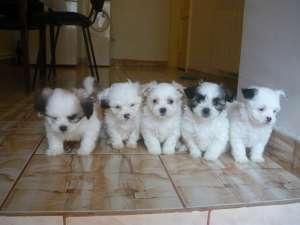 VAND BICHON