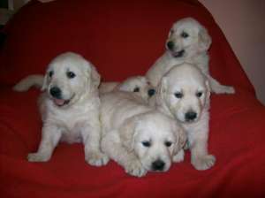 PUI GOLDEN RETRIEVER DE VANZARE
