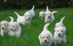 PUI GOLDEN RETRIEVER DE VANZARE