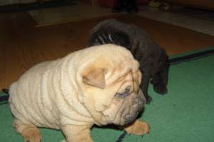 shar-pei cutati si ieftini