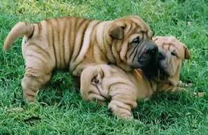 shar-pei