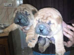 shar-pei