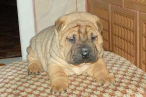 shar-pei