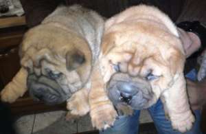 shar-pei
