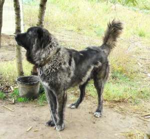 vand femela caucazian pedigree superba