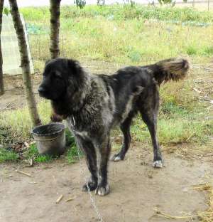 vand femela caucazian pedigree superba