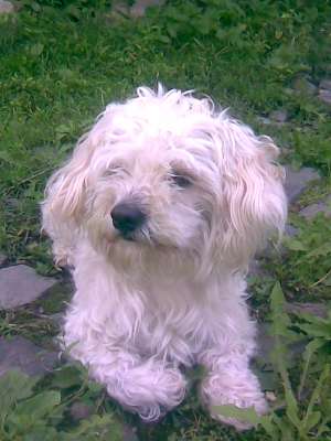 imperechiez mascul shi-tzu baia mare