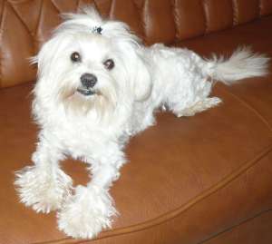 Ofer Bichon Malteze spre monta