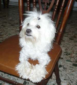 Ofer Bichon Malteze spre monta