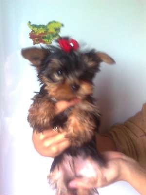 vand pui yorkshire terrier talie toy