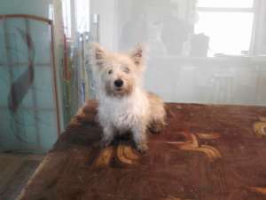 Vand pui Scottish Terrier Westi,   dragalas si jucaus