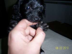Vand pui caniche talie mica