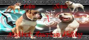 Canisa Maddock AMERICAN BULLDOG