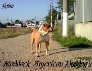 Canisa Maddock AMERICAN BULLDOG