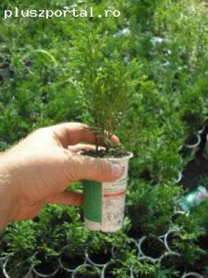 Smaragd (Emerald) tuia 15cm pui elad�