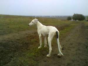 vind pui greyhound