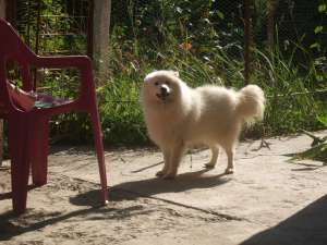 imperechere spitz japonez