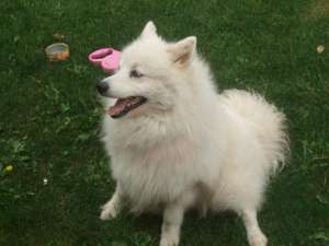 imperechere spitz japonez
