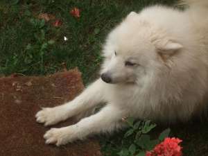 imperechere spitz japonez