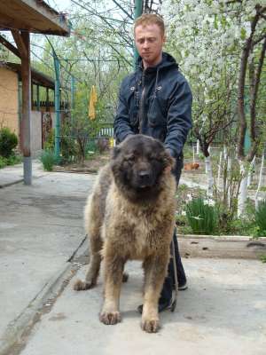 vand adultii 1an sipuii