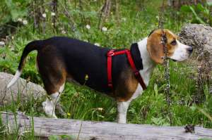 pierdut beagle