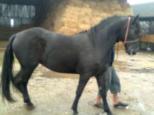vand iapa